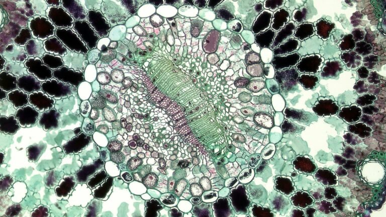 nucleo celular